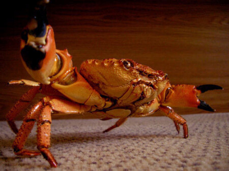 неажыданый гость