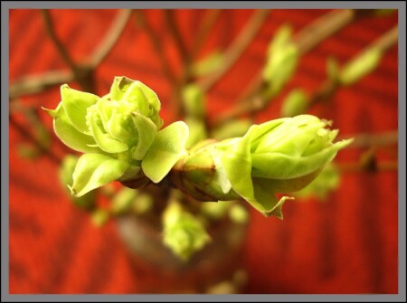 Весенняя капуста ;-)