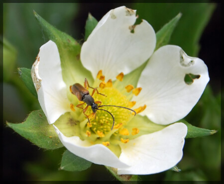 Какой вкусный цветок!!!