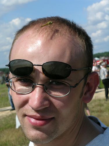 Стрекоза