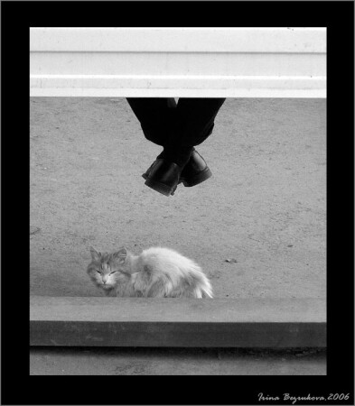 Человек и кошка