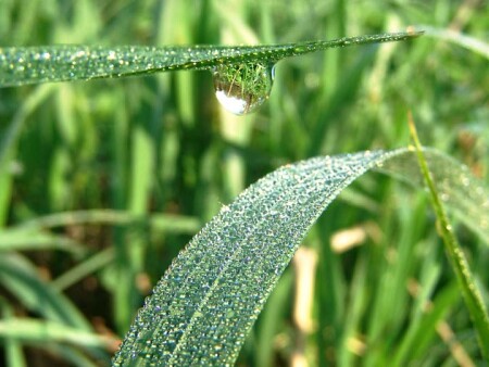 Утренняя свежесть