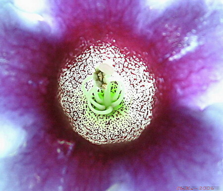 Инопланетянин