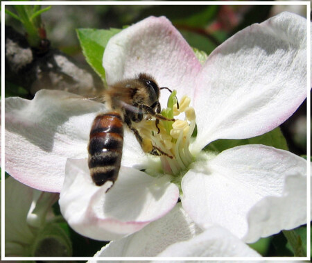 Пыльцезборщик