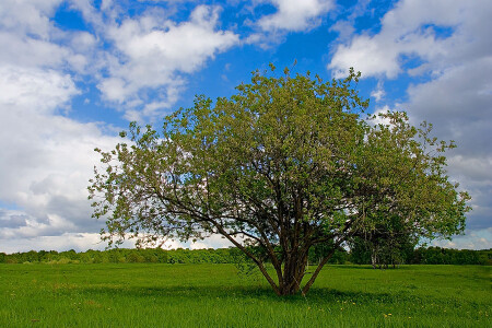 про дерево...оттакое..