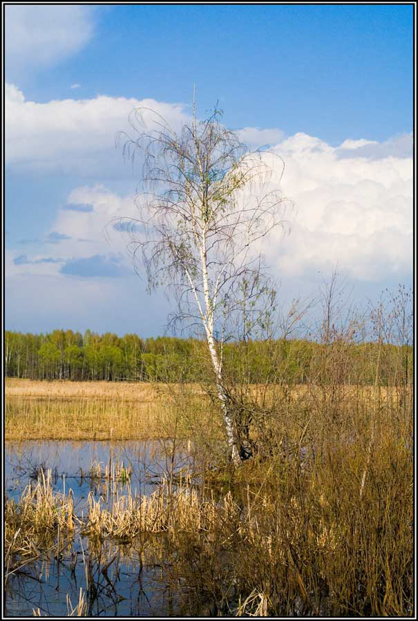 Одинокая берёза
