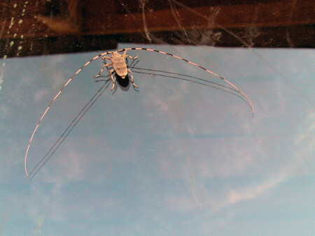 жук-скрипун