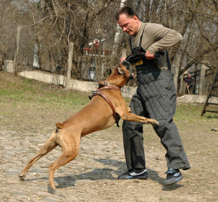 &quot;Собака Баскервилей, не ешь меня!&quot;