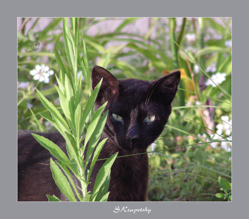 Cat...Black cat!