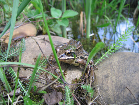 Царевна Лягушка
