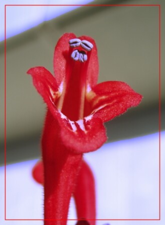 Девушка, которая поёт. 