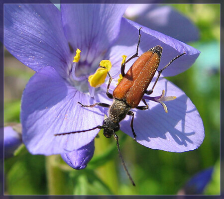 И как тут спускаться?