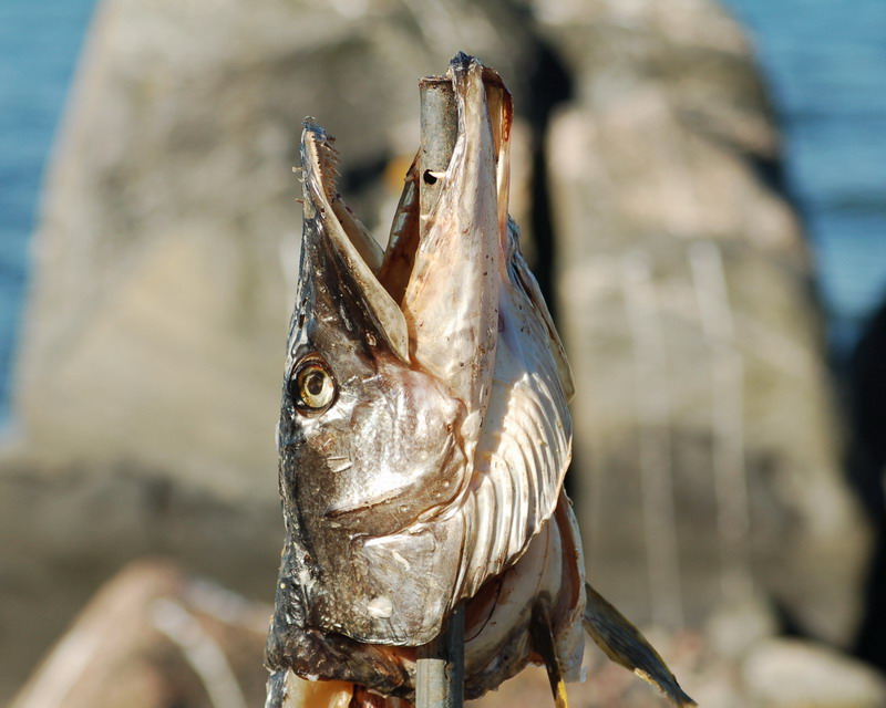Fish