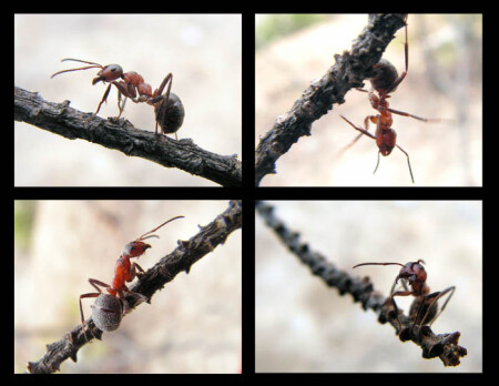 Муравей 4 in 1 