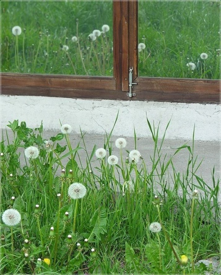 Не каждый одуванчик попадает в.....