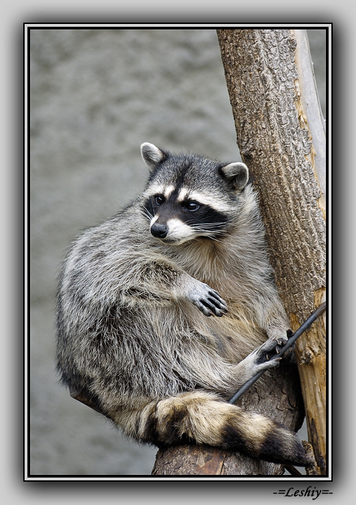 Racoon