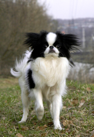 Маленький самурай