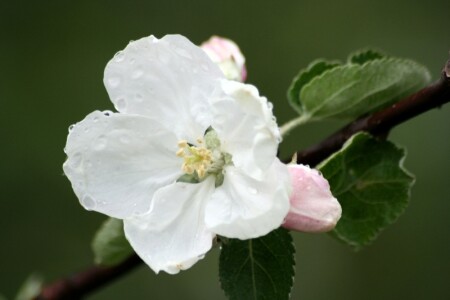 Скромный цветок