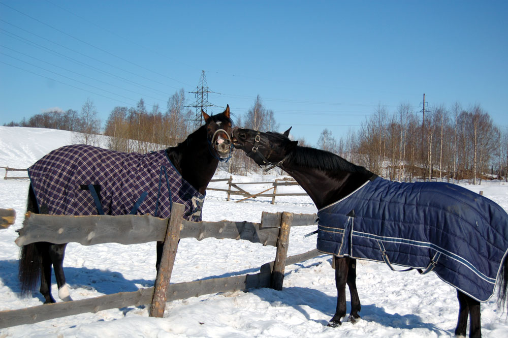 Поцелуй взасос