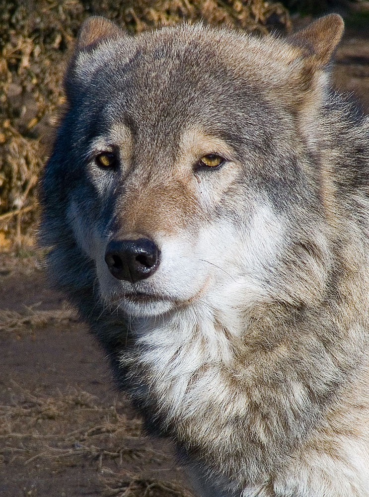 Canis lupus portreticus