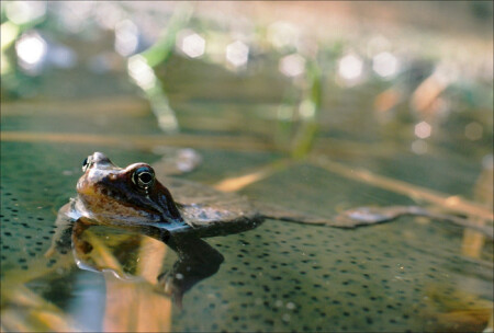 Rana temporaria