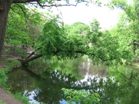 дерево над водой