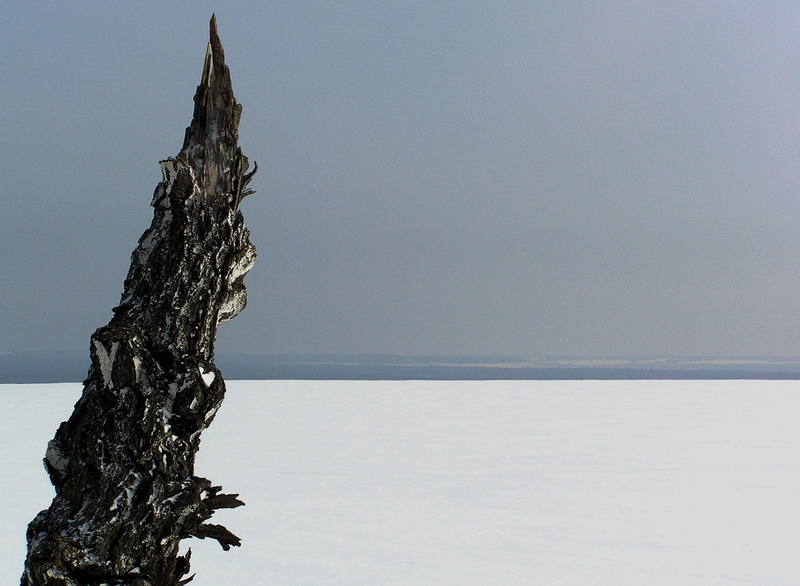 minimal killed tree 