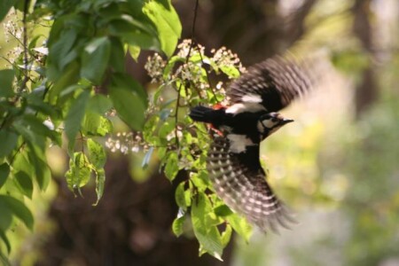 полет дятла