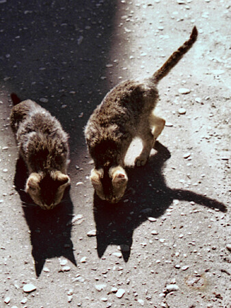 А ведь мы пор-р-р-рвем Тузика!