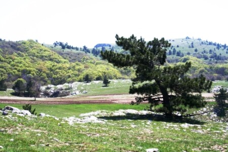 Весна на Ай-Петри