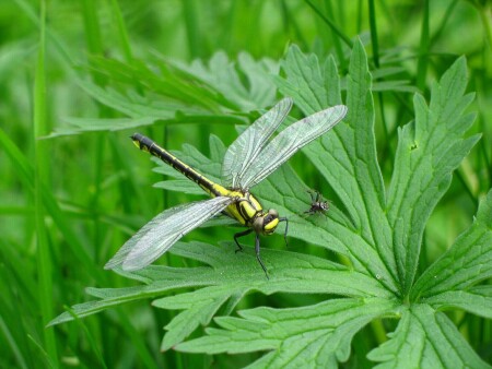 Зачарованная красавица