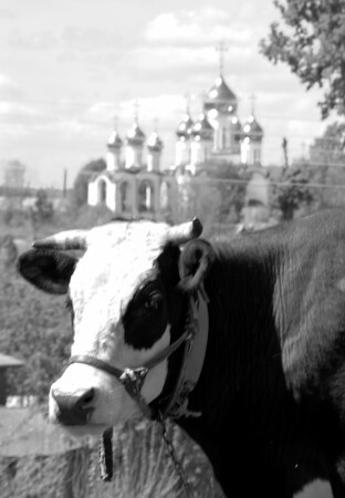 Портрет коровы