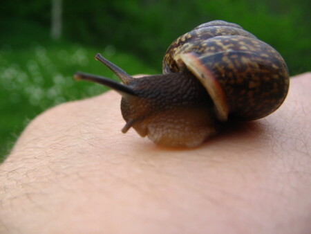 Snail