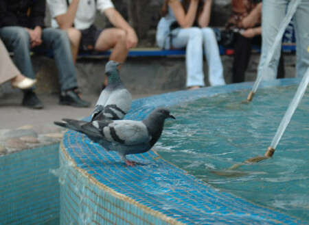 летом даже птичкам жарко