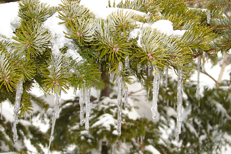 Застывшая весна