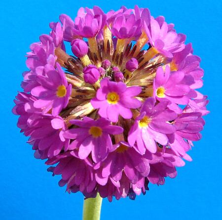 Primula2