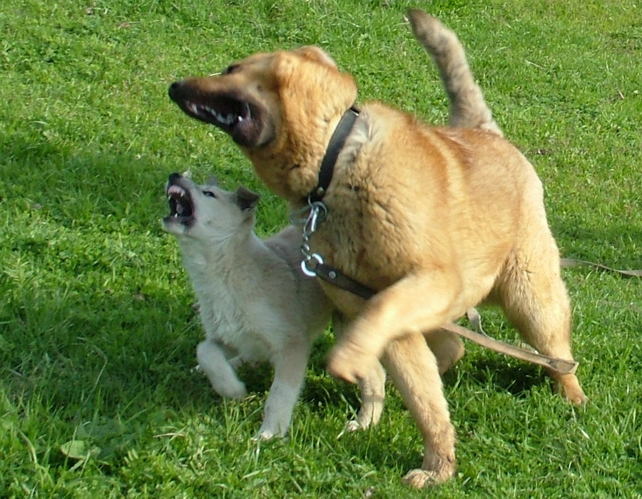 Псы