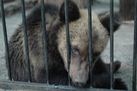 медвежья грусть