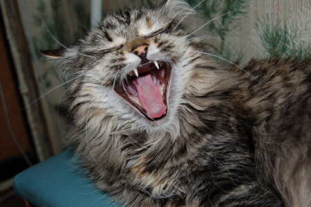 Я страшный зверь!!!