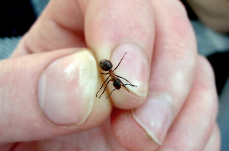 Гулливер и лилипут