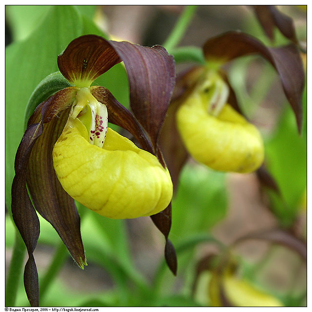 Cypripedium calceolus