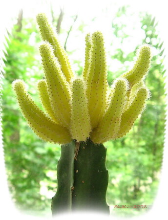 Колючий салют 2