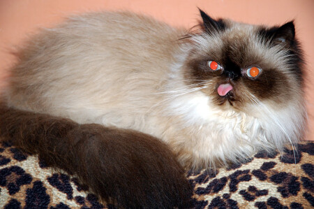 кошка