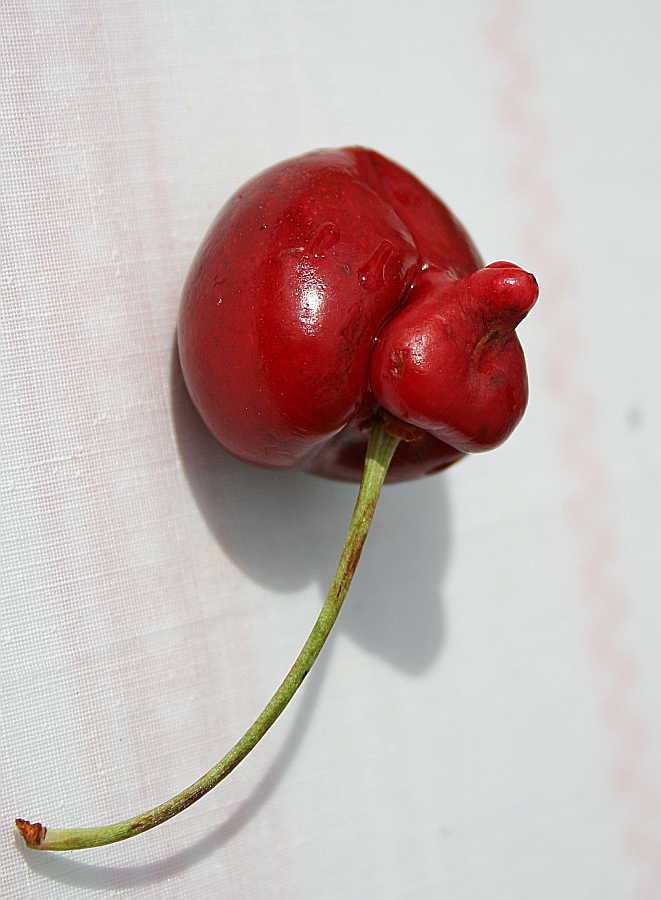 Черешня. (самец)
