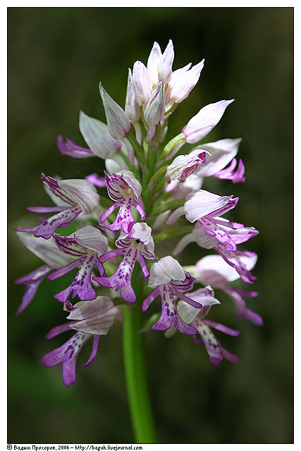 Orchis militaris