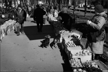 О яблоках, собаках, о Подоле, в общем, про Киев.
