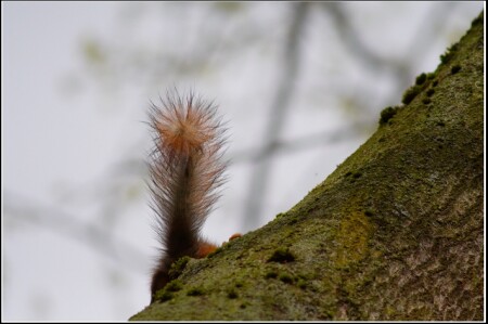 Ноги, крылья... гавное - хвост! :)