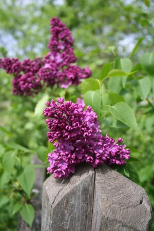 Сирень
