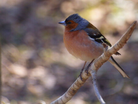 Просто птица