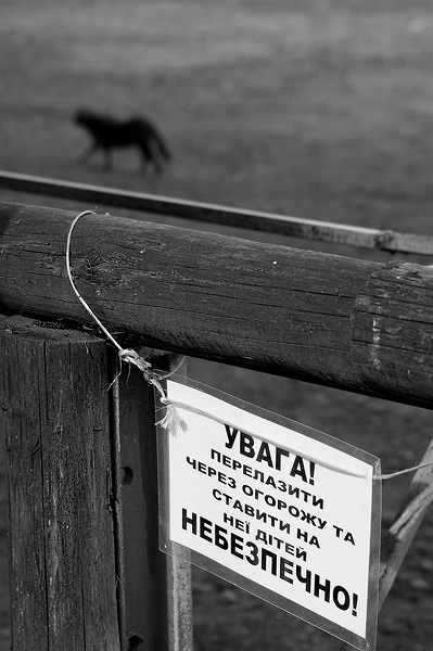 Страшные звери - кошки.